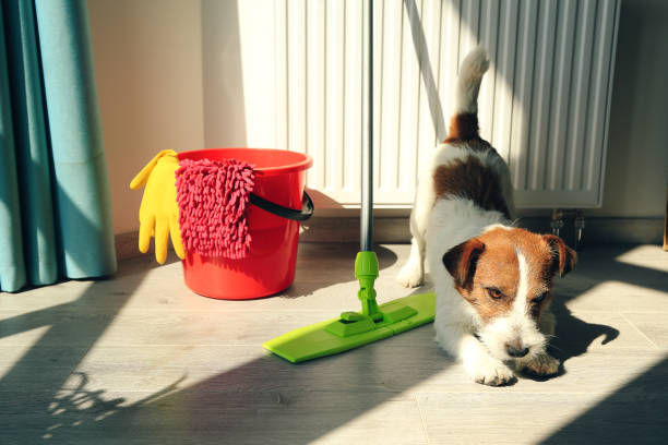 Cleaning Jack Russell Dog stock photo