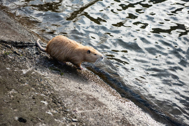 istock Muskrat (Ondatra zibethicus) on the lake. 1291667985