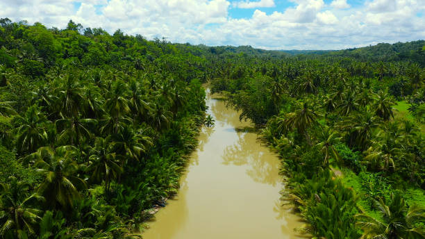 istock River in the jungle. Bohol, Philippines 1291670147