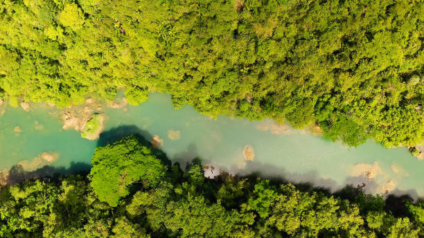 istock Loboc river in the jungle. Bohol, Philippines 1291670820