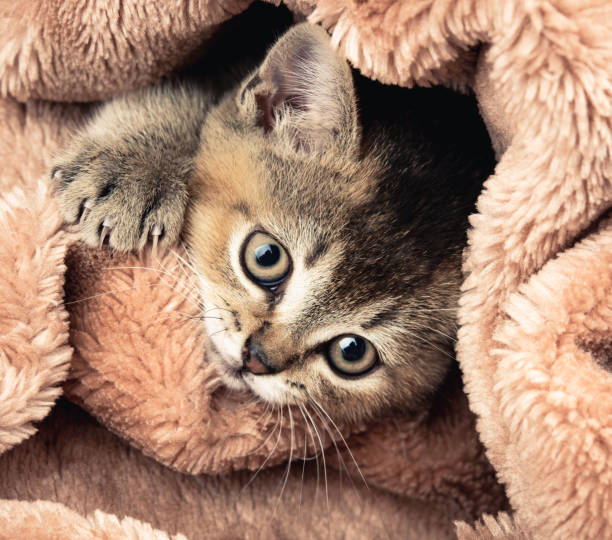istock Kitten golden ticked british chinchilla straight 1291670868