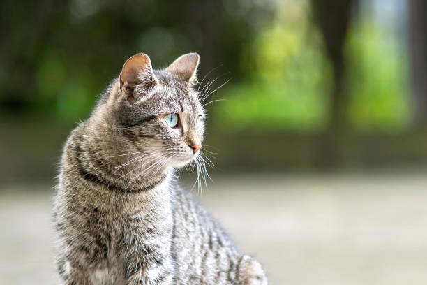 istock Cute gray striped cat sitting outdoors on summer street. 1291674493