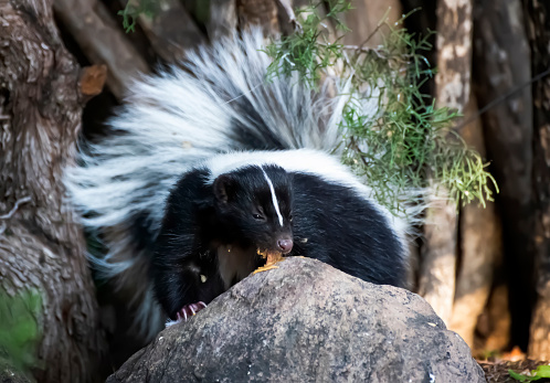 Wild skunk licks peanut butter off of rock in close up low angle face first image.