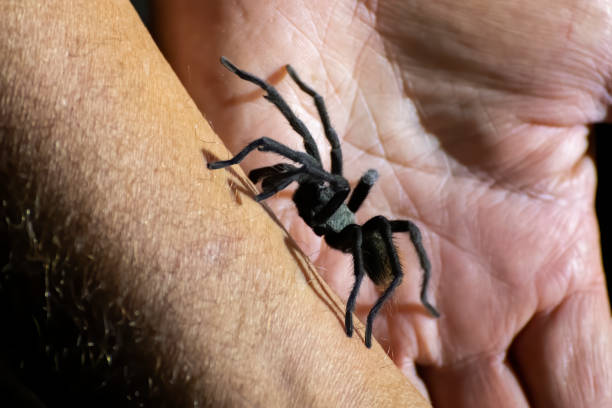 istock Tarantula Spider Climbs Up Man's Arm Close Up Profile 1291676422