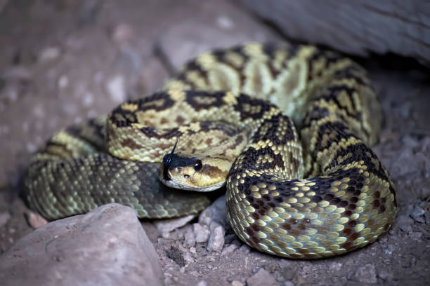 istock Blacktailed Rattlesnake Close Up With Tongue Extended 1291676426