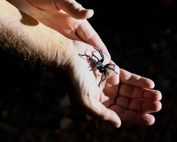 istock Tarantula Spider Crawls Up Man's Hand Close Up 1291676436
