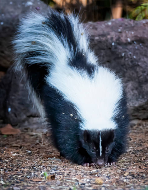 istock Skunk Close Up Face On with Nose On Ground and Tail Up 1291676474