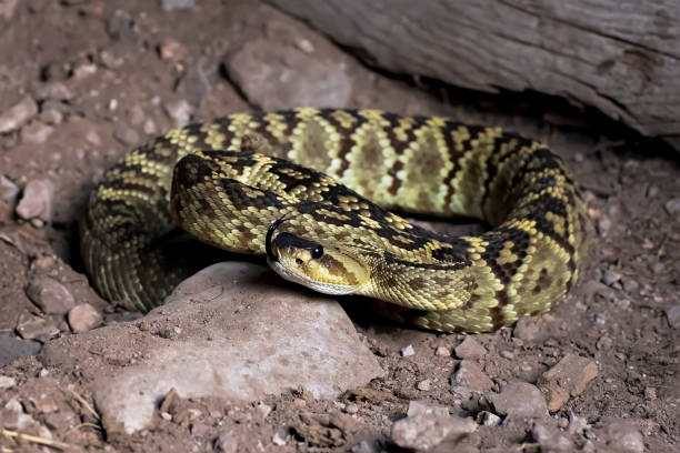 istock Blacktailed Rattlesnake Close Up Profile Low Angle on Dirt 1291676496