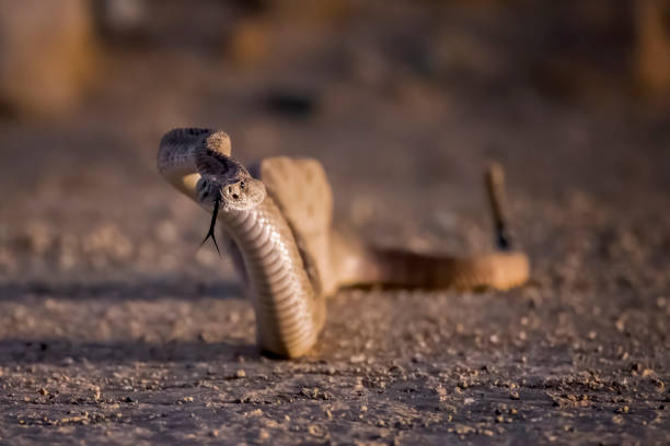 istock Western Diamondback Rattlesnake Rising Up with Tongue Extended 1291676500