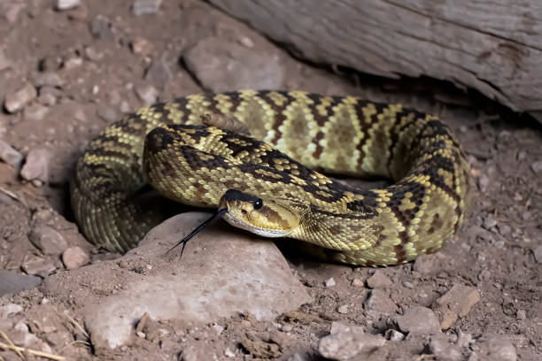 istock Blacktail Rattlesnake Close Up Profile on Dirt Ground 1291676567