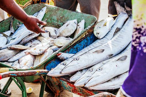 Catch at West African fish market at the beach. Tanji beach, Gambia