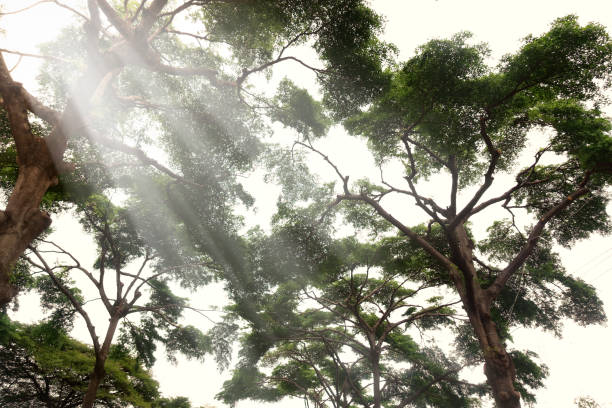 istock Big evergreen tropical tree and sunbeam 1291678997