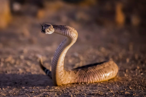 istock Western Diamondback Rattlesnake in High S Defensive Position Close Up 1291679759