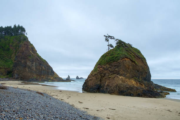 istock Short Beach, Tillamook, Pacific Northwest,Oregon, USA 1291679850