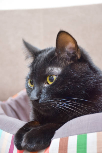 istock A black cat lies on its bed with its paws folded and looks to the left. 1291680096
