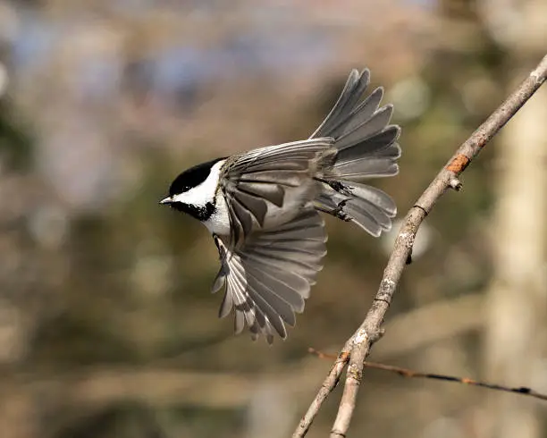 Chickadee close-up profile view flying with spread wings and spread tail and with a blur background in its environment and habitat, displaying grey feather plumage wings and tail, black cap head. Image. Picture. Portrait.