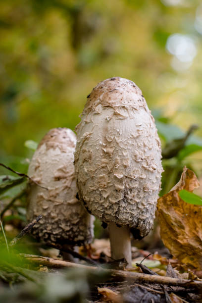 istock Lawyer's wig mushrooms 1291681851