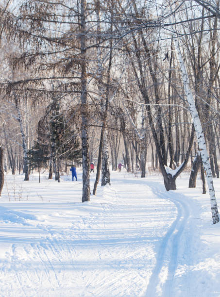 冬公園のスキーコース。自然、健康的なライフスタイル、垂直フレームの概念 - rural scene russia ski track footpath ストックフォトと画像