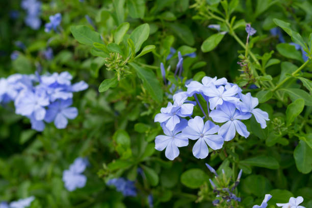 istock Blue purple flowers in park. 1291682052