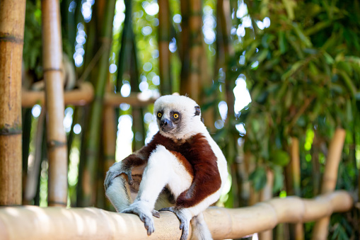 The Coquerel Sifaka in its natural environment in a national park on the island of Madagascar in Antananarivo, Antananarivo Province, Madagascar