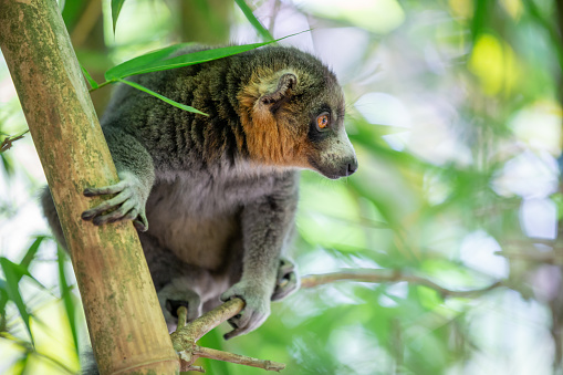 A lemur sits on a branch and watches the visitors to the national park in Antananarivo, Antananarivo Province, Madagascar