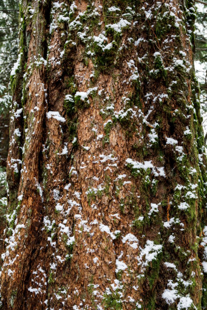 istock Close up of large tree trunk covered in moss and snow in forest 1291683334
