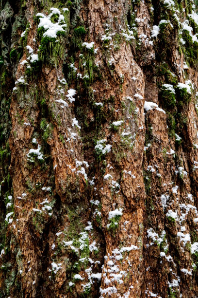 istock Abstract shot of tree bark covered in snow and moss in forest 1291683337
