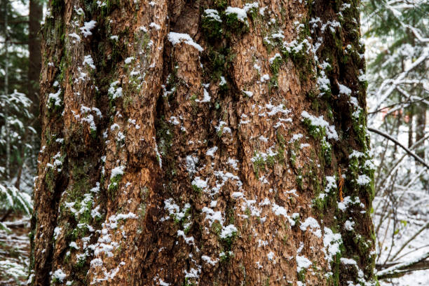 istock Close up of tree bark covered in moss and snow in forest in fall 1291683340