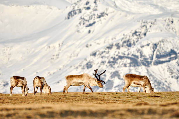 Small herd of caribous pasturing in terrain
