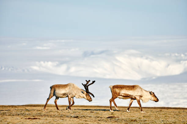 istock Wild reindeer pasturing in high snowy mountains 1291683376