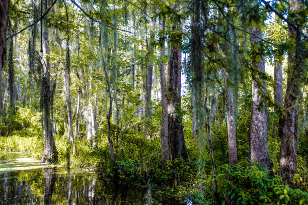 istock Cypress trees in a Louisiana Swamp 1291683528