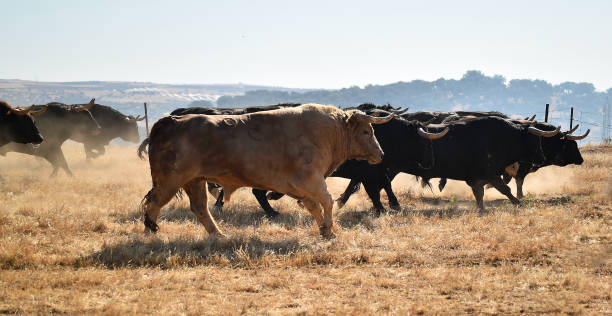 istock bulls running on the cattle raising 1291685340