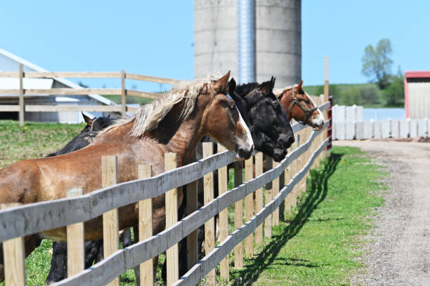 istock Horses at the Fence 1291687348