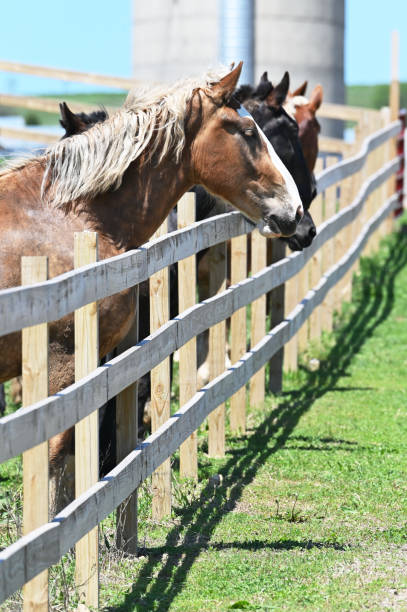 A small country road runs between fenced horse farms in rural Kentucky.