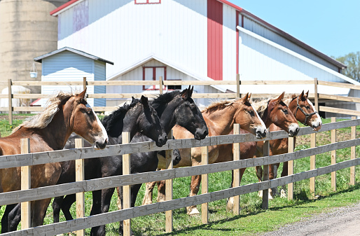 Farm horses in a row by the wooden fence near the driveway.