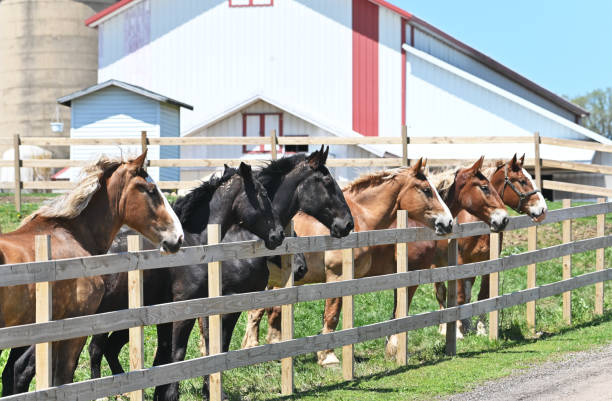 Horses at the Fence Farm horses in a row by the wooden fence near the driveway. corral stock pictures, royalty-free photos & images