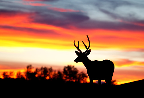 A white-tailed deer, a small buck, at sunset on the prairie. Image taken near Calgary, Alberta, Canada.
