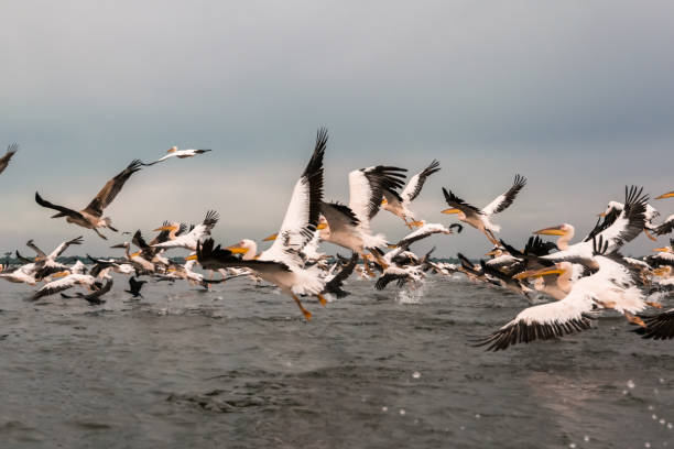 istock Flying Dalmatian pelicans in the Danube Delta, Romania 1291692463