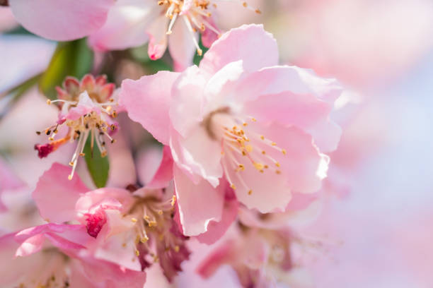 flores de flor de cerejeira rosa no parque - cherry blossom flower head spring flower - fotografias e filmes do acervo