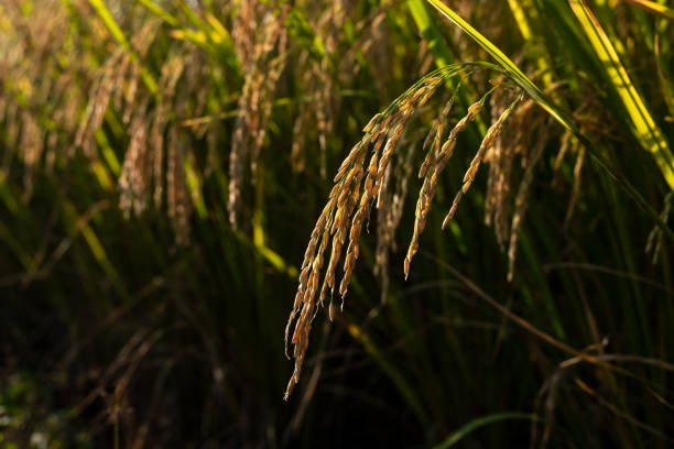 istock Close up of yellow rice field 1291694330