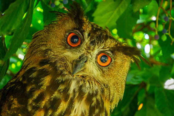 istock The big horned owl stared with orange eyes 1291695192