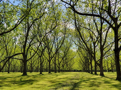 Our Australian Pecan Orchard in the Springtime has beautiful shoots of green and vibrance.