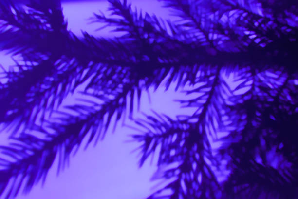 istock blurred defocus background with  silhouette of fir needle branches 1291698268