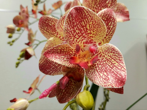Beautiful orchids look so blooming and graceful