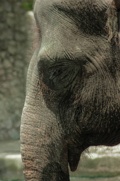 istock The elephant's head with its long trunk is looked at up close 1291699057
