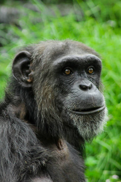 istock a chimp head waiting for food in the forest 1291699087
