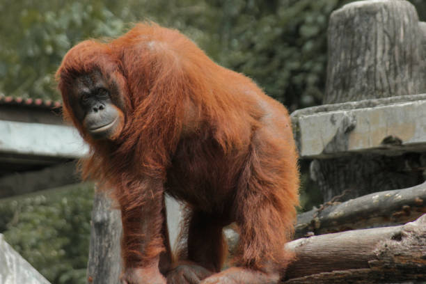 istock Orangutans are standing waiting for their food 1291699103