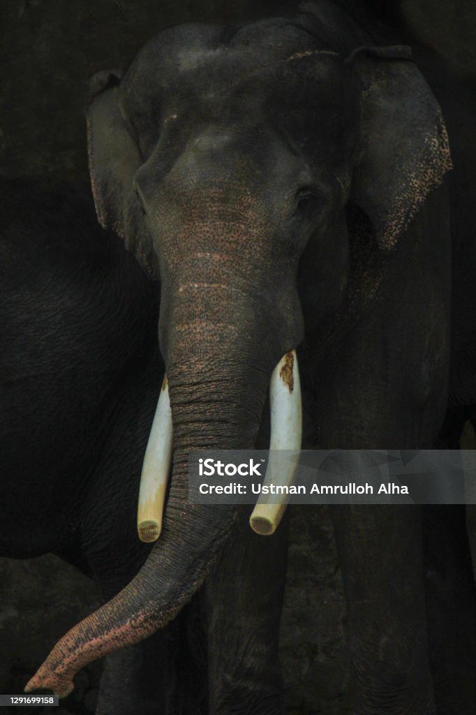 The Head Of An Elephant With A Long Trunk And Two Tusks Stock Photo -  Download Image Now - iStock