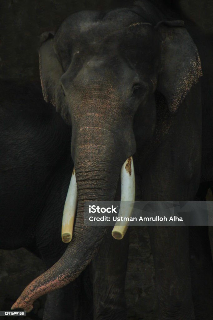 The Head Of An Elephant With A Long Trunk And Two Tusks Stock Photo - Download Image Now - iStock The Head Of An Elephant With A Long Trunk And Two Tusks Stock Photo - Download Image Now - iStock