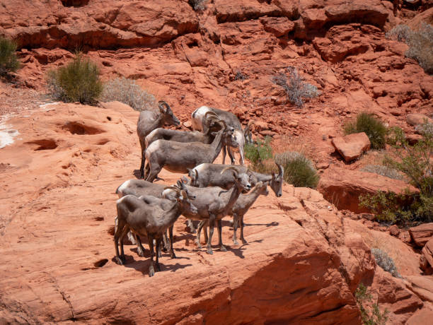 herd of desert bighorn sheep, ovis canadensis nelsoni - bighorn sheep sheep desert mojave desert imagens e fotografias de stock